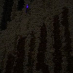 Meet your Posher, Coryn